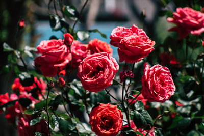 Close-up of red roses