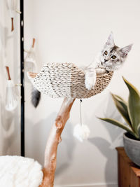 Close-up of cat sitting at home