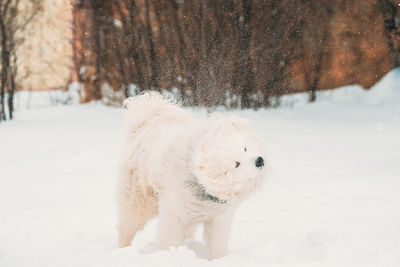 Dog on snow covered land