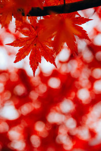 Close-up of maple tree during autumn