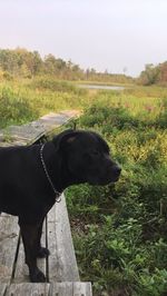 Dog standing on field against sky