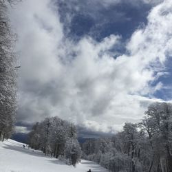 Trees on snow covered landscape