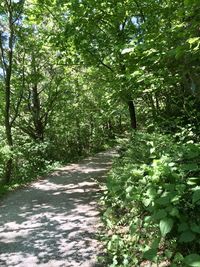 Footpath amidst trees in forest