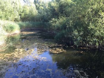 Stream in forest