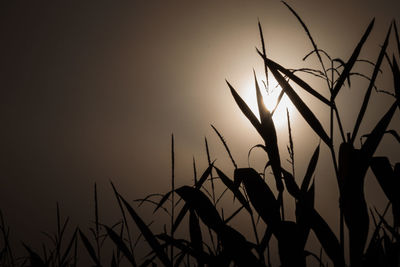 Close-up of silhouette plants against sky during sunset