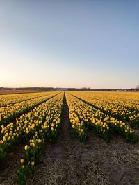 Scenic view of field against clear sky