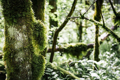 Close-up of moss growing on tree trunk