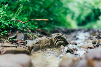 Close-up of crab on rock