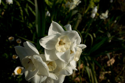 Close-up of white flowers blooming outdoors