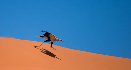 Low angle view of bird on sand against clear blue sky