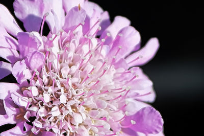 Close-up of pink rose flower against black background