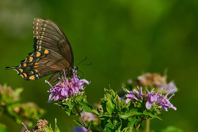 Close-up of butterfly pollinating on purple flower