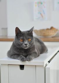 Portrait of cat on table at home