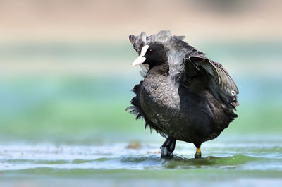 Close-up of bird