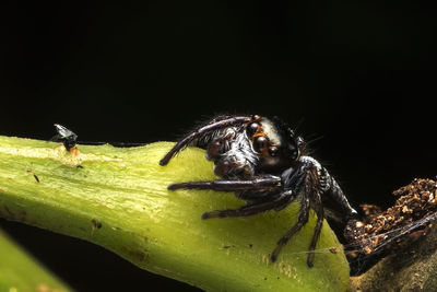 Close-up of insect on leaf