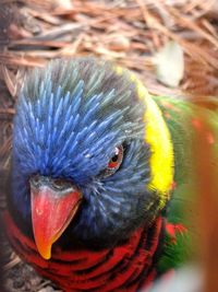 Close-up portrait of parrot