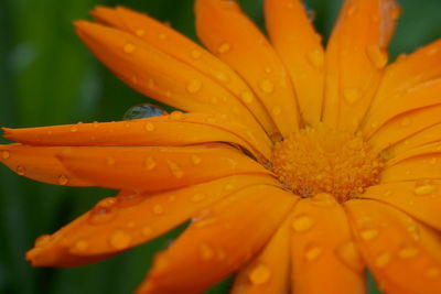 Close-up of wet orange flower against green background