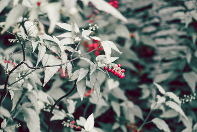 Close-up of flowers on branch