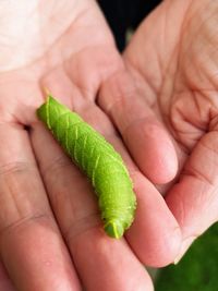 Cropped image of hand holding small