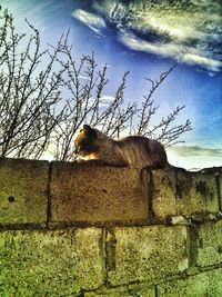 Horse on tree against sky