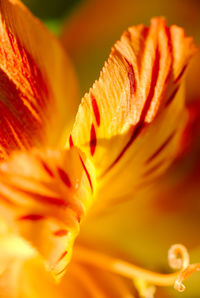 Close-up of orange day lily blooming outdoors