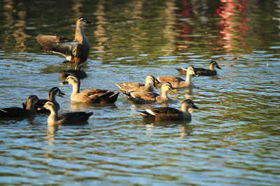 Ducks swimming in lake