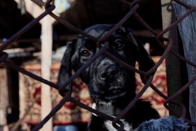 Close-up portrait of a dog