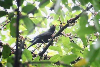 Low angle view of birds perching on tree