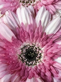 Close-up of fresh pink flower blooming outdoors
