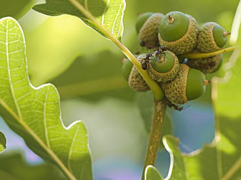 Close-up of fruit on tree