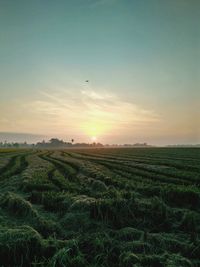 Scenic view of agricultural field against sky during sunset