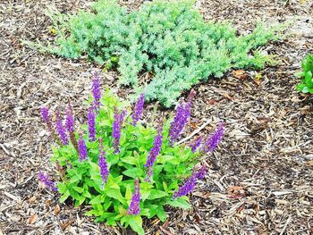 Purple flowers growing in pond