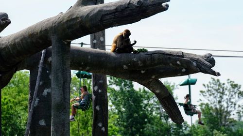 View of monkey sitting on tree trunk