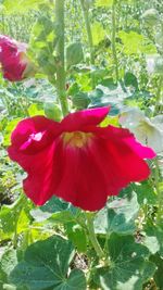 Close-up of red rose flower