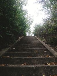 Steps amidst trees