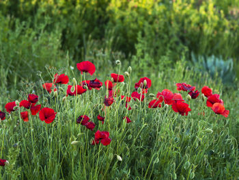 Close-up of red poppy flowers on field