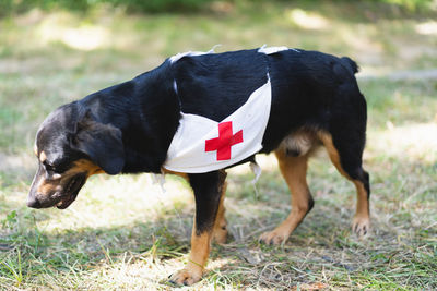 A black dog with a red cross sign.