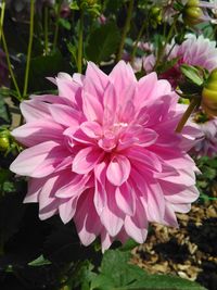 Close-up of pink flowers blooming outdoors