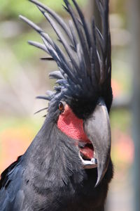 Close-up of a bird