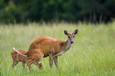 Portrait of deer on field