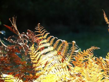 Close-up of plant against sea