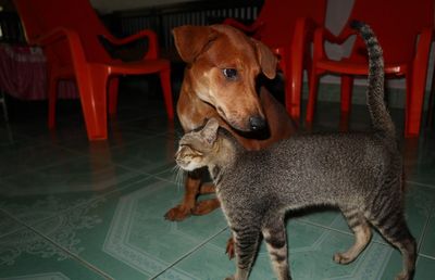 The dog looking away while his friend's cat stroking the dog. i miss them 