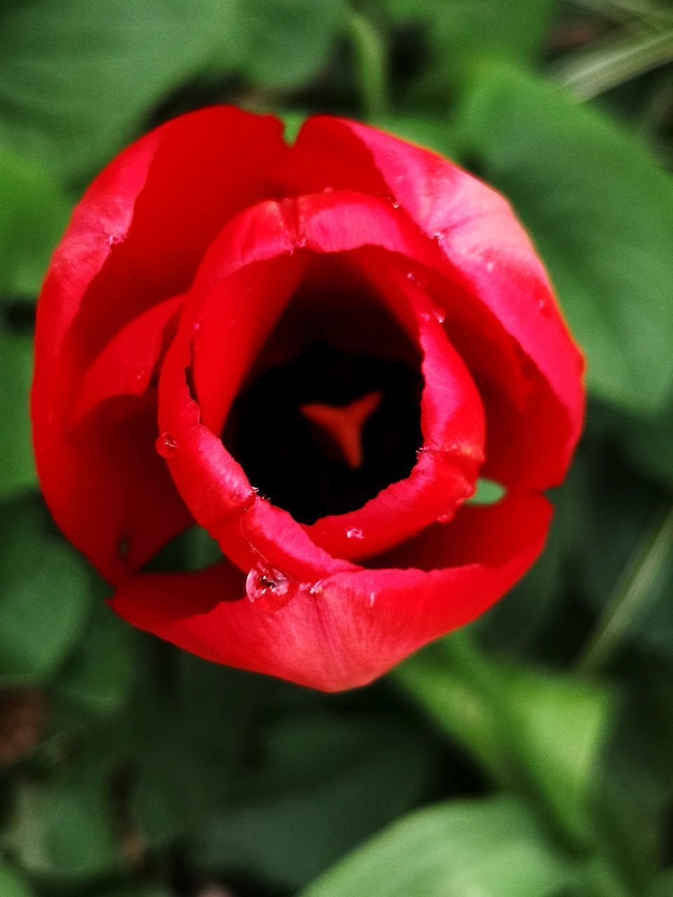 CLOSE-UP OF RED ROSE AGAINST BLURRED BACKGROUND