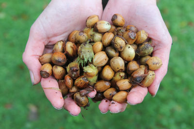 Close-up of cupped hands holding foraged hazelnuts in the autumn