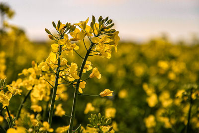 Close-up of yellow flowering plant