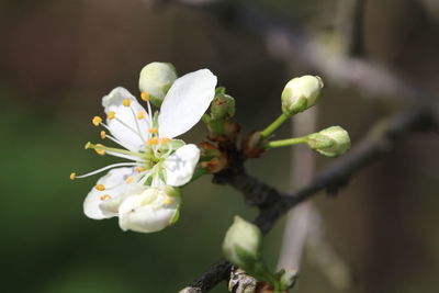 Close-up of white flower buds on branch