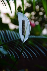 Close-up of white flowering plant