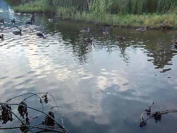 High angle view of ducks swimming in lake