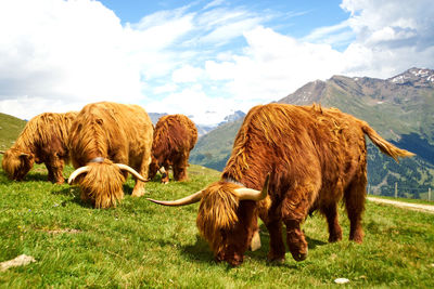 Panoramic view of cow on field against sky