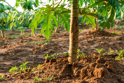 Crops growing on field